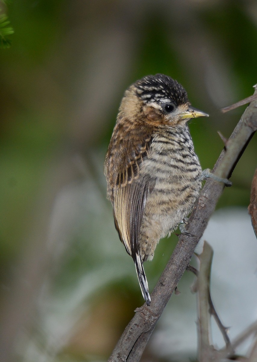 White-barred Piculet - ML289556211