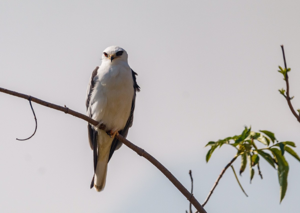 White-tailed Kite - ML289558881