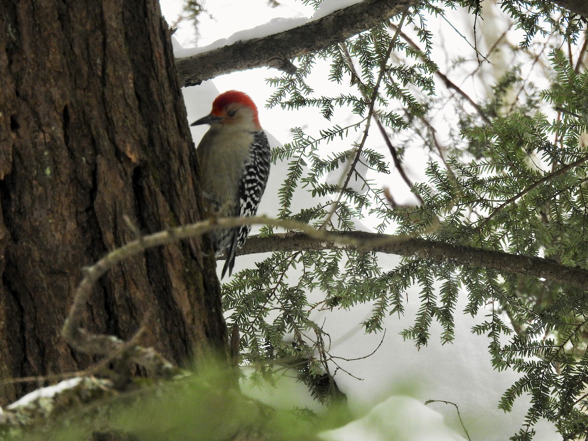 Red-bellied Woodpecker - ML289559831
