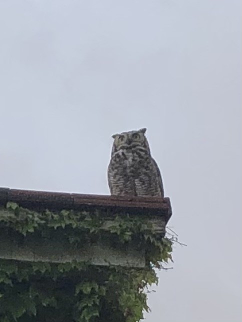 Great Horned Owl - ML289560791