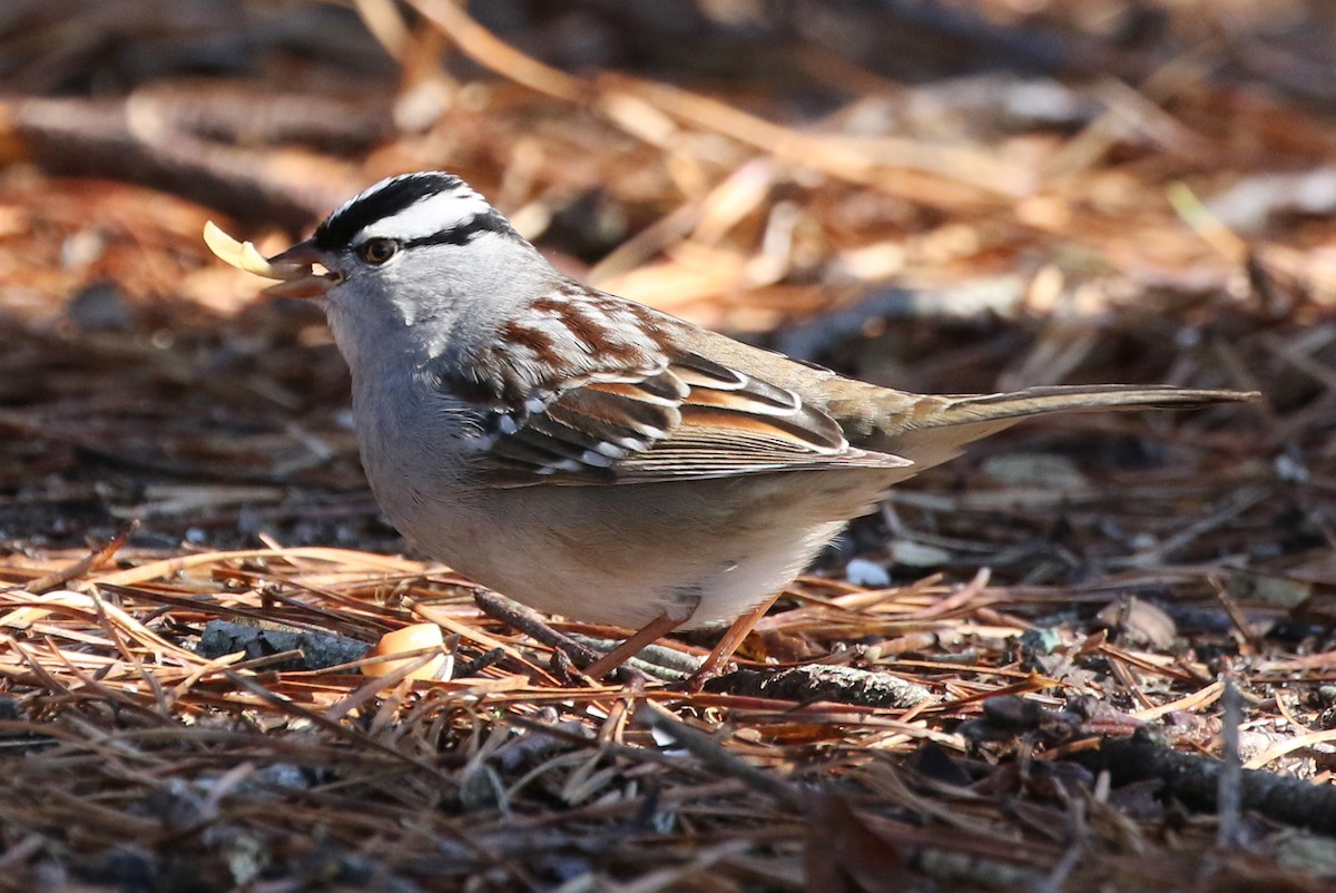 White-crowned Sparrow - Peter Crosson