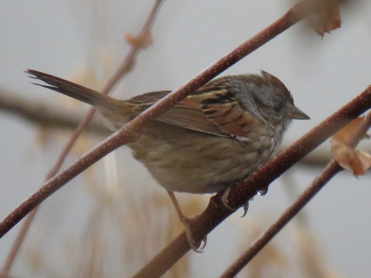 Swamp Sparrow - ML289576761