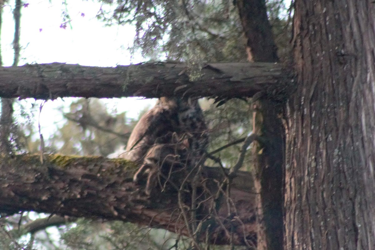 Great Horned Owl - ML289579701