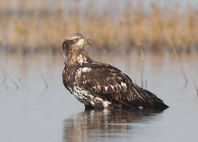 Second basic&nbsp;resting (subspecies <em>leucocephalus</em>). - Bald Eagle - 