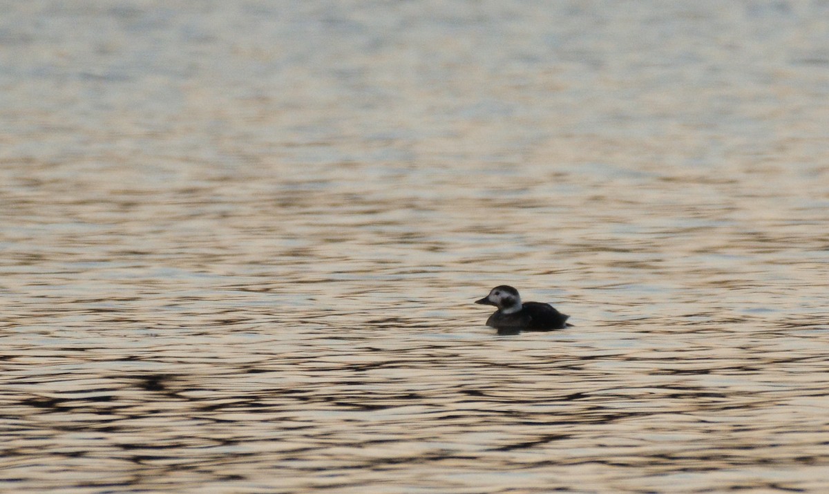 Long-tailed Duck - ML289583911