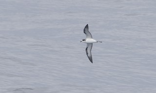  - Hawaiian Petrel