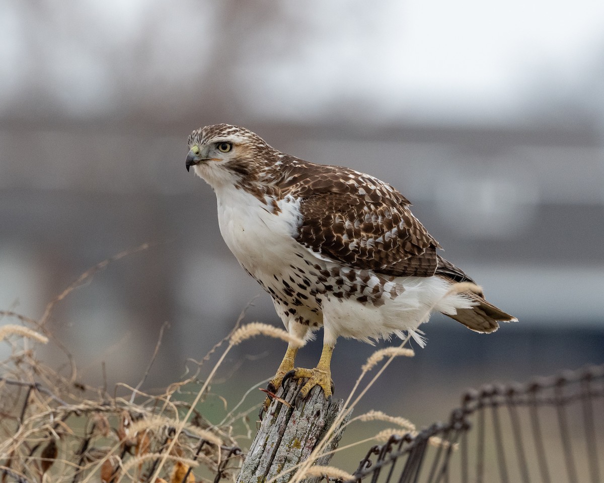 Red-tailed Hawk - ML289586181