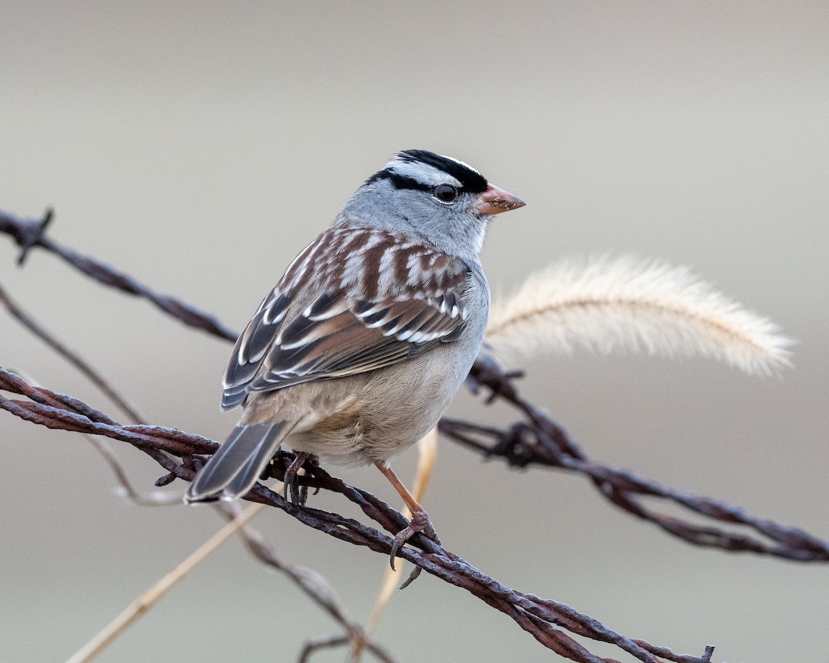 White-crowned Sparrow - ML289586521