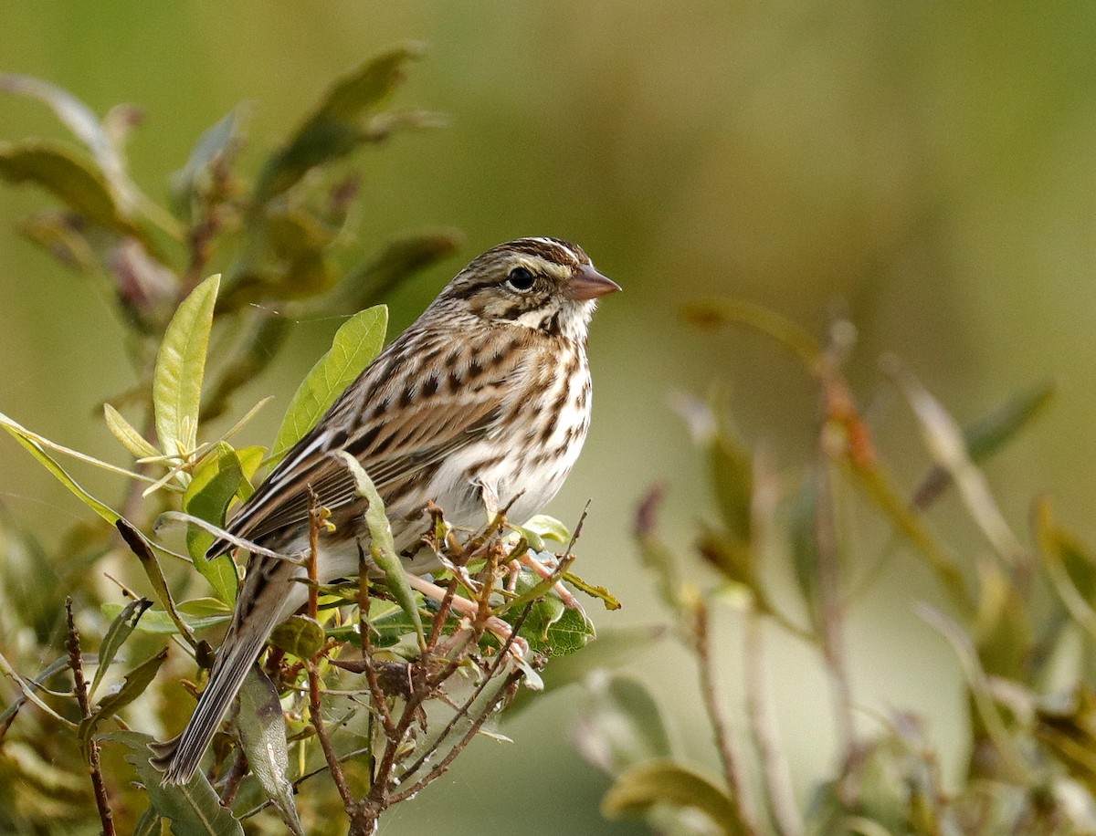 Savannah Sparrow - ML289587501