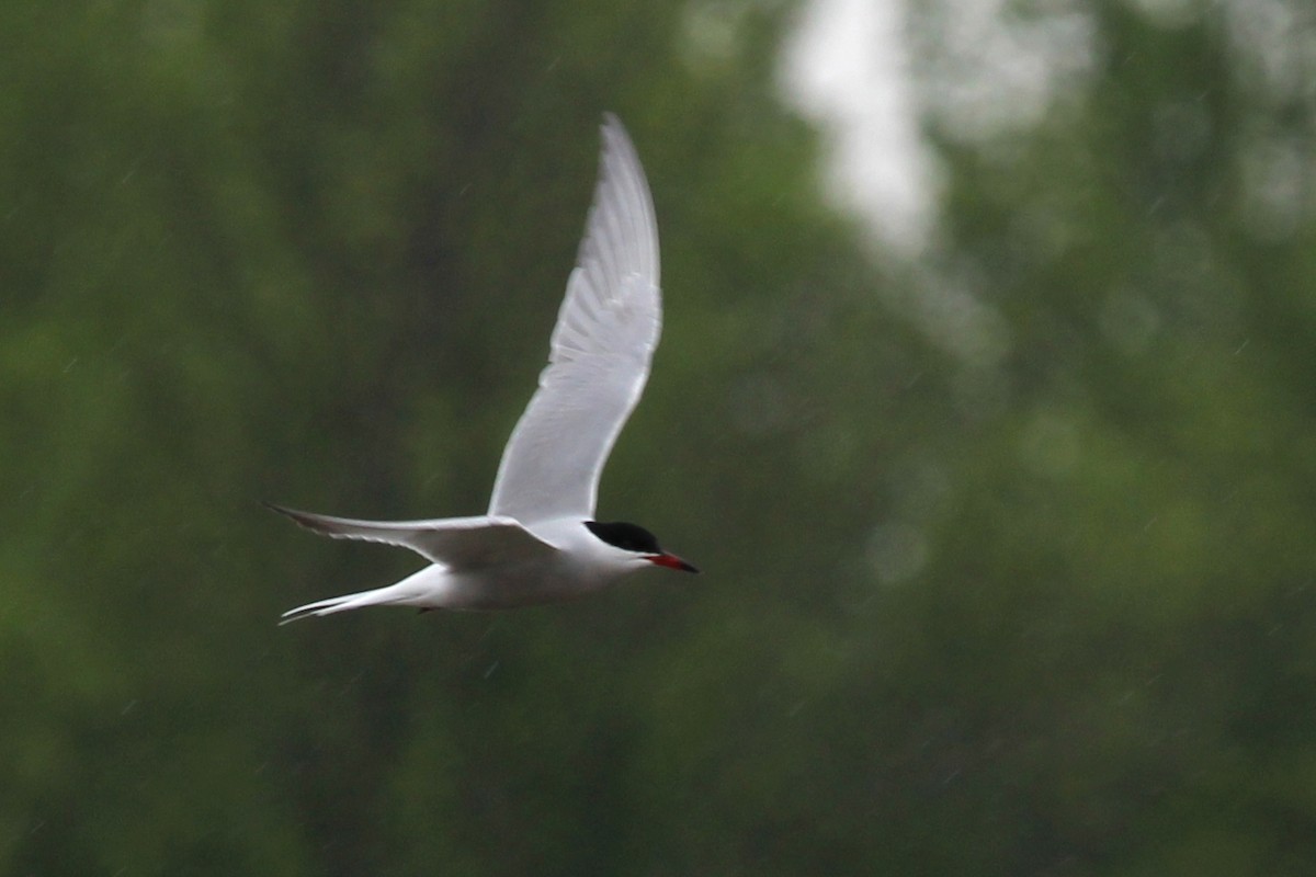 Common Tern - Allee Forsberg