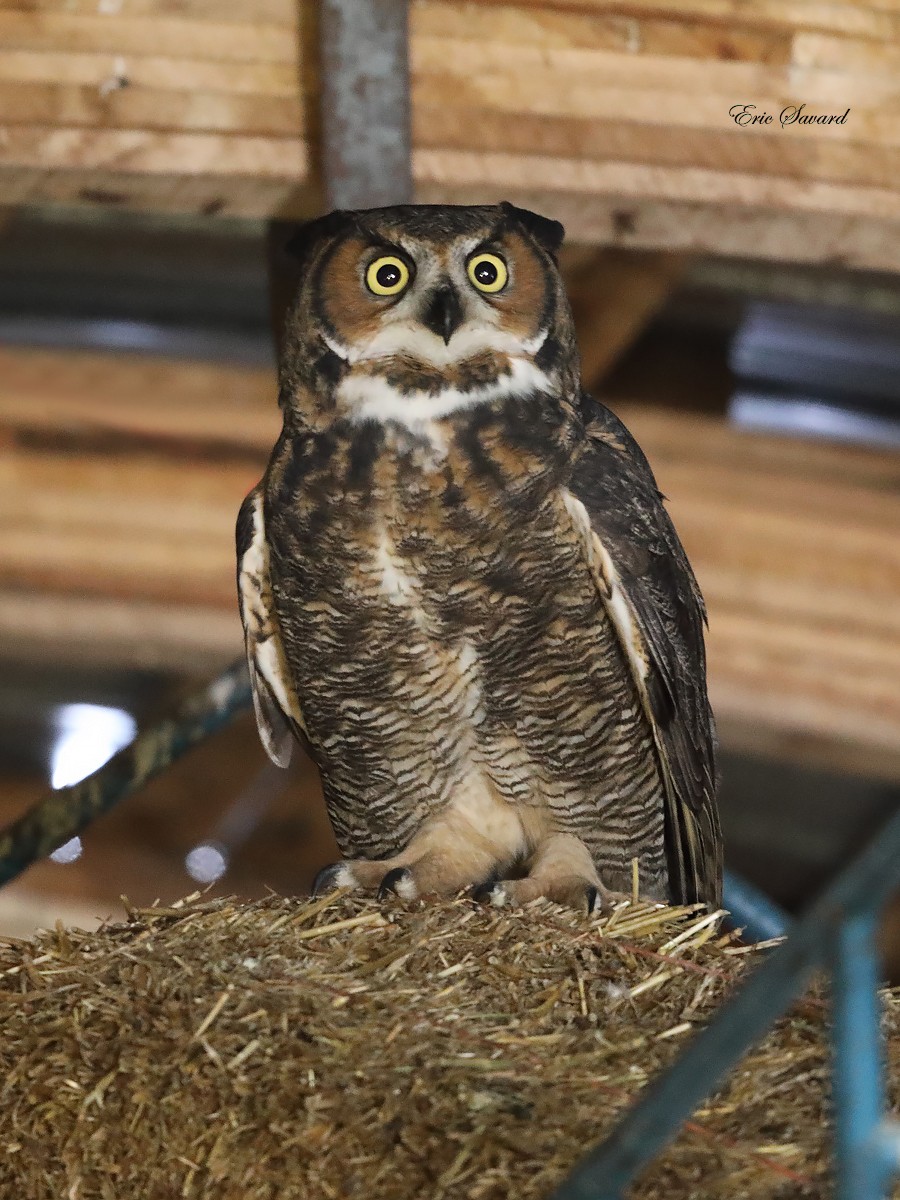 Great Horned Owl - ML289593721