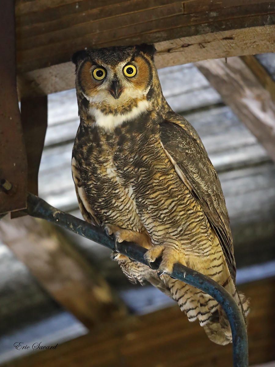 Great Horned Owl - ML289593731