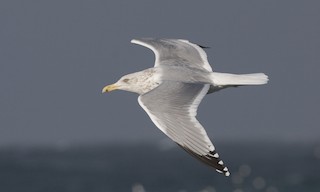  - Herring Gull (American)