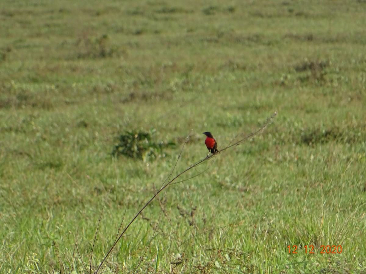 Red-breasted Meadowlark - ML289612891