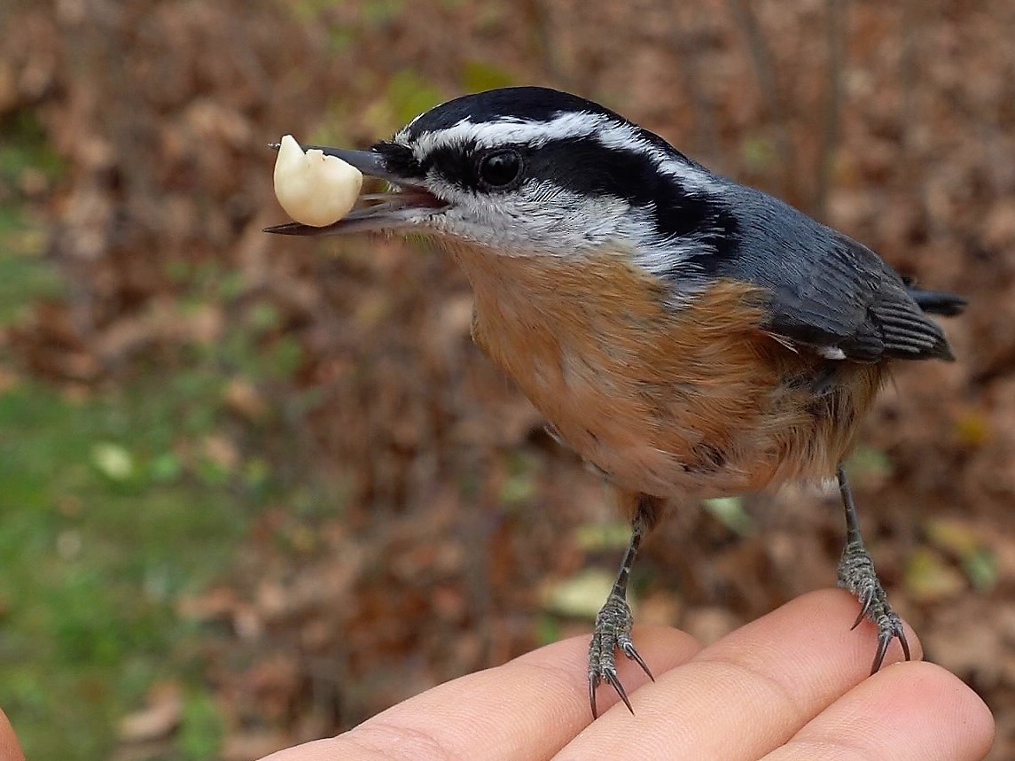 Red-breasted Nuthatch - ML289620031