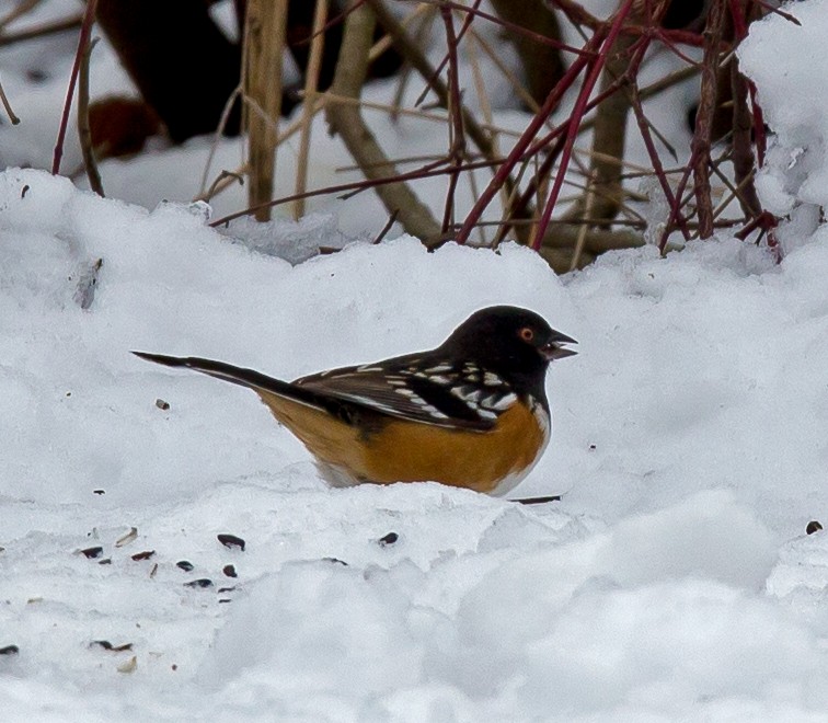 Spotted Towhee - ML289622211