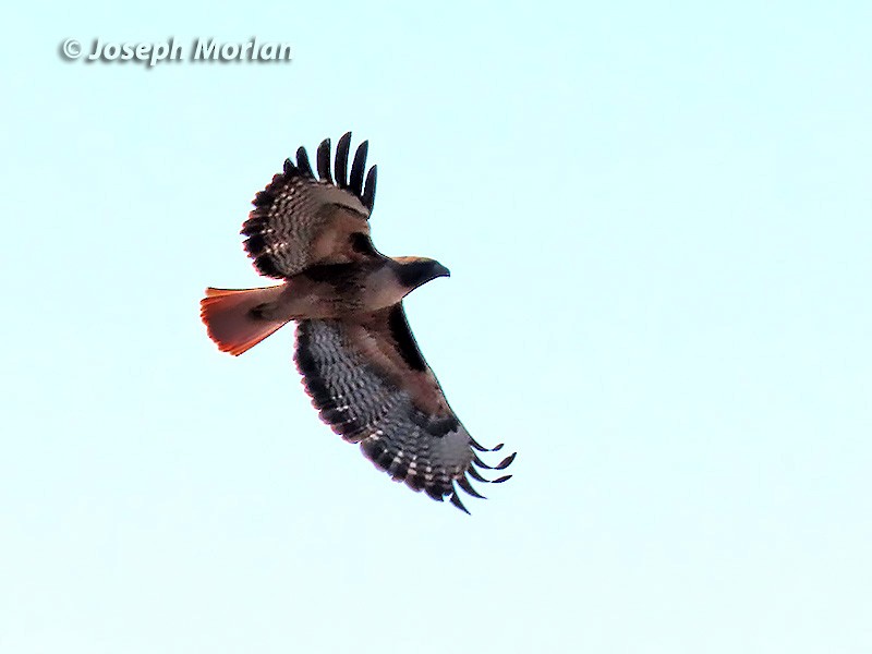Red-tailed Hawk - Joseph Morlan