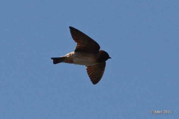Cliff Swallow - Julie Tremblay (Pointe-Claire)