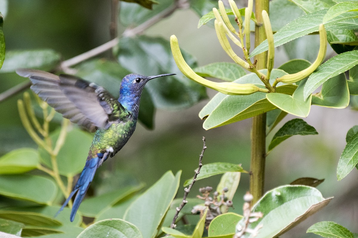 Swallow-tailed Hummingbird - ML289628991