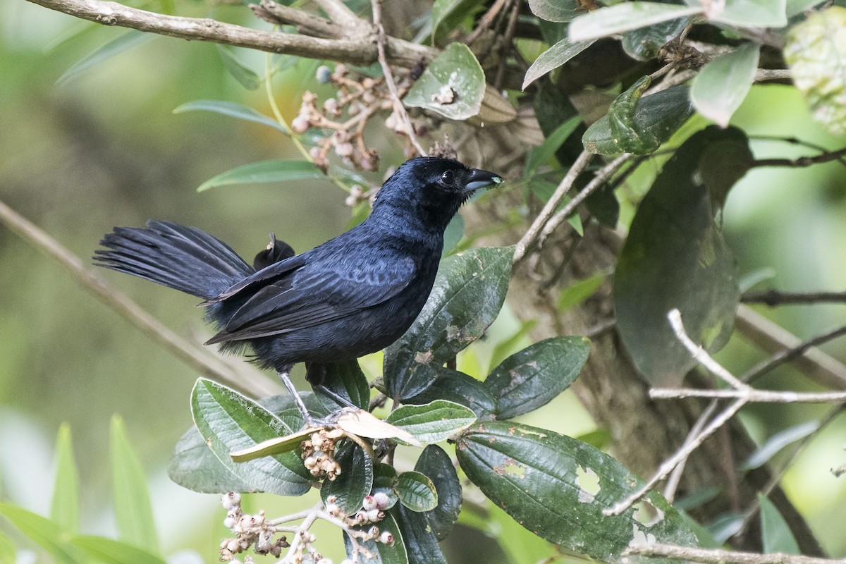 Ruby-crowned Tanager - ML289629321