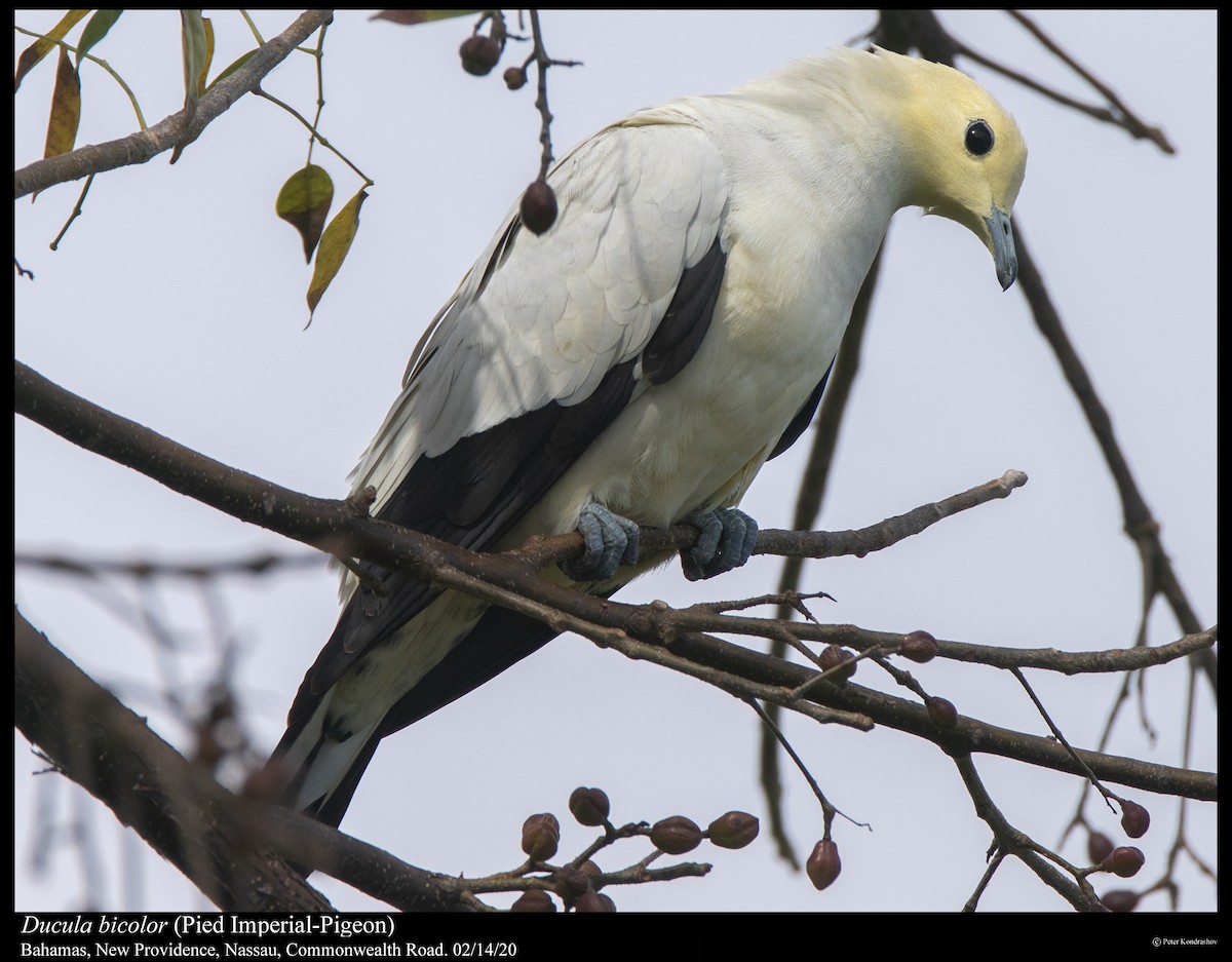 Pied Imperial-Pigeon - ML289632731