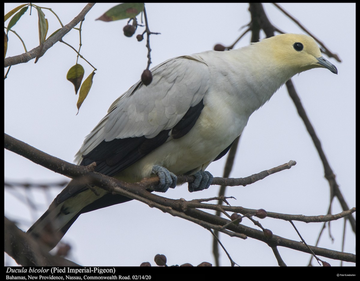 Pied Imperial-Pigeon - ML289632741