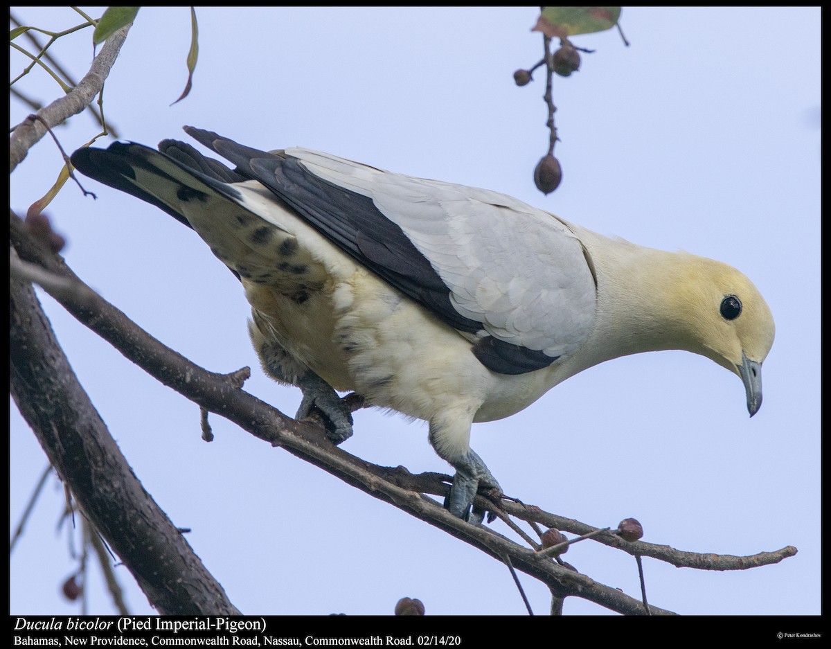 Pied Imperial-Pigeon - ML289632751