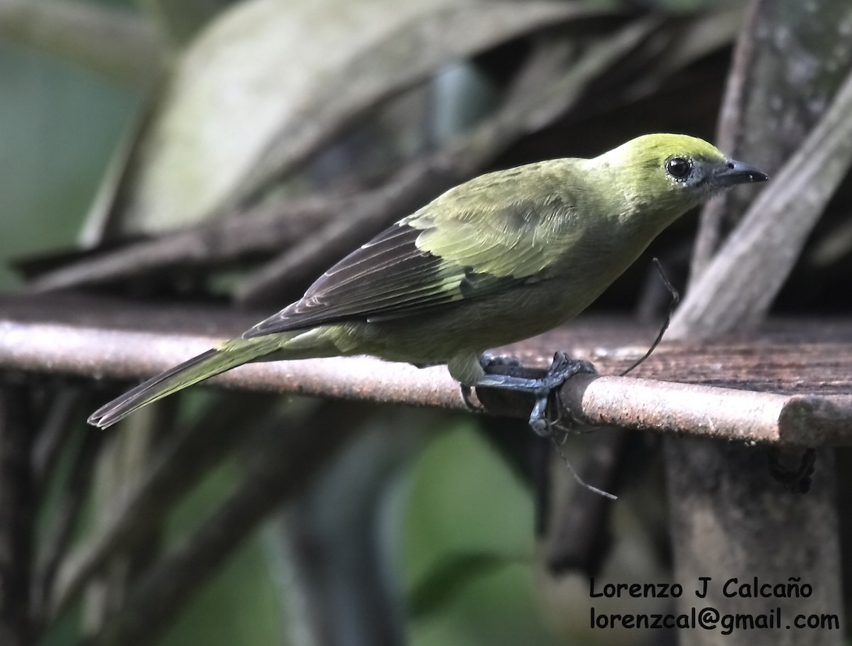 Palm Tanager - ML289638671