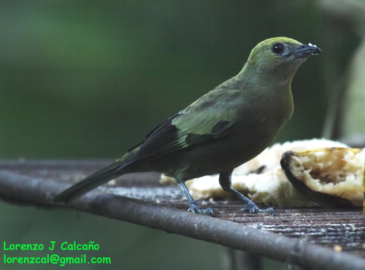 Palm Tanager - ML289642601