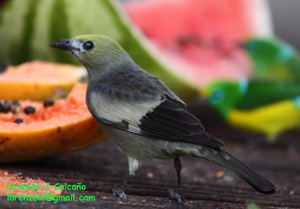 Palm Tanager - ML289644261