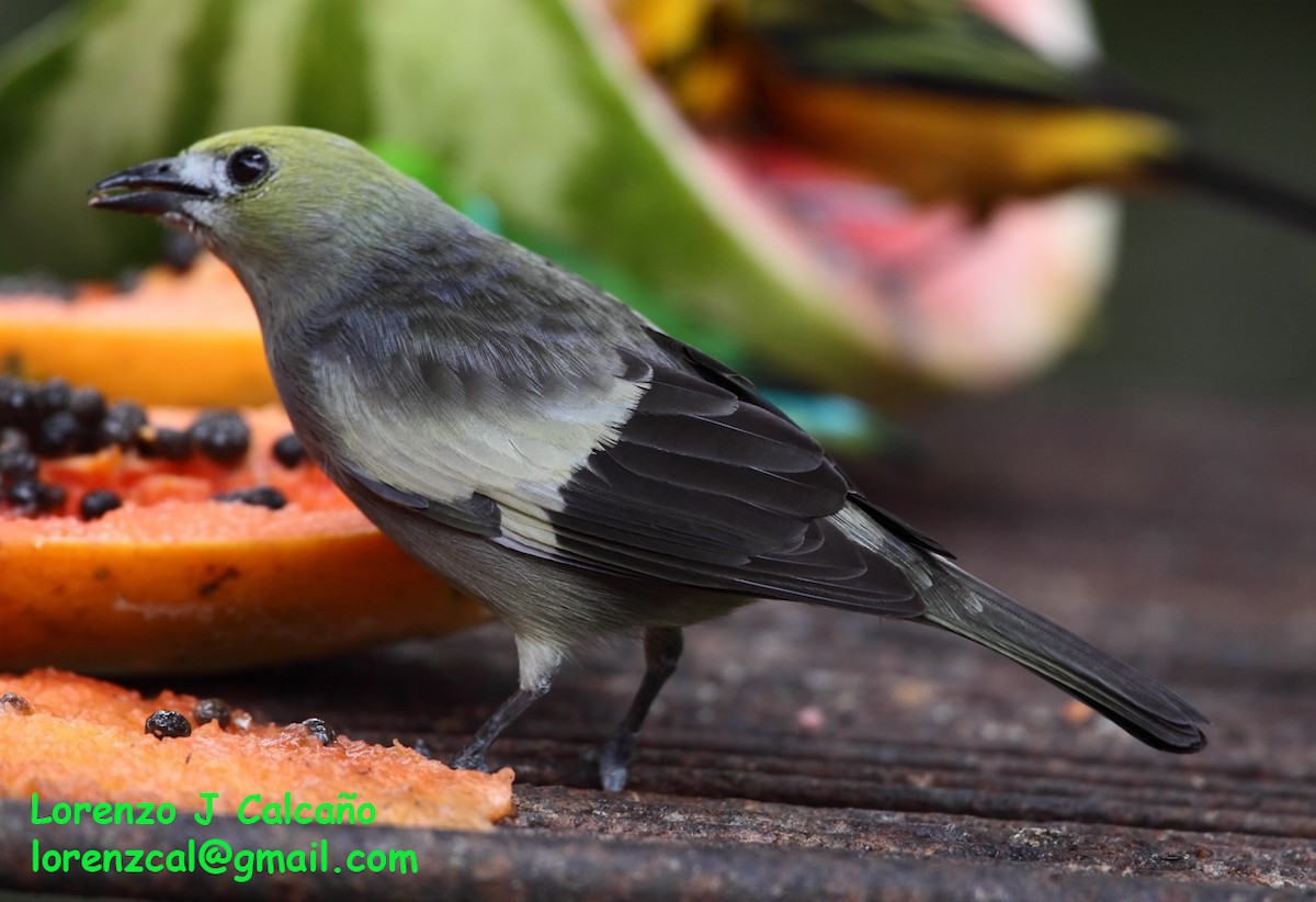 Palm Tanager - ML289644391