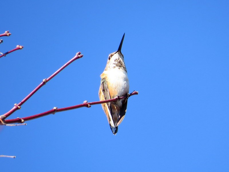 Rufous Hummingbird - Aaron Steed