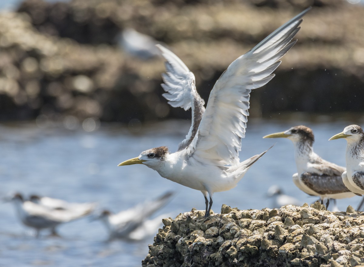 Great Crested Tern - ML289647751
