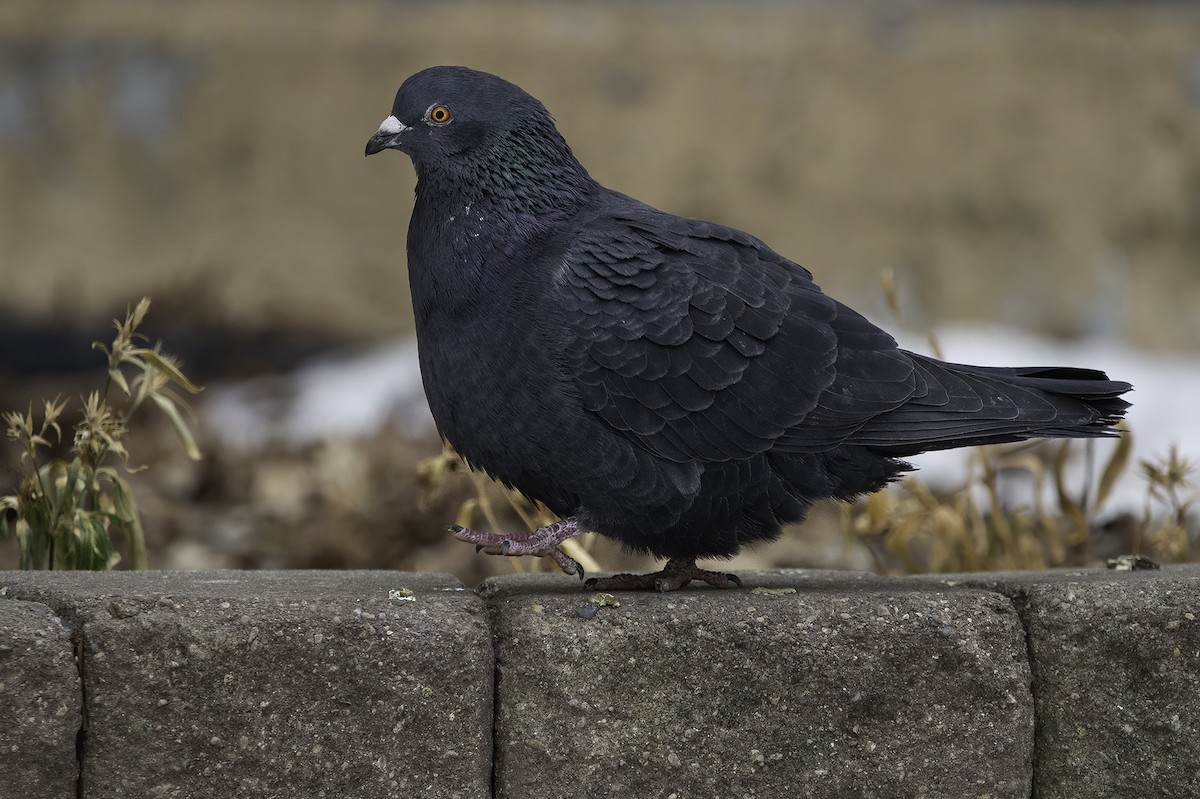 Rock Pigeon (Feral Pigeon) - ML289649301