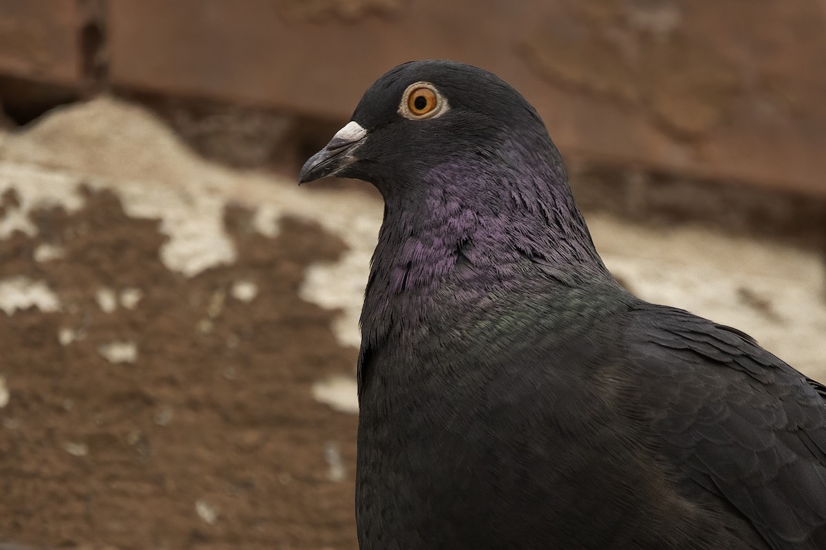 Rock Pigeon (Feral Pigeon) - ML289649671