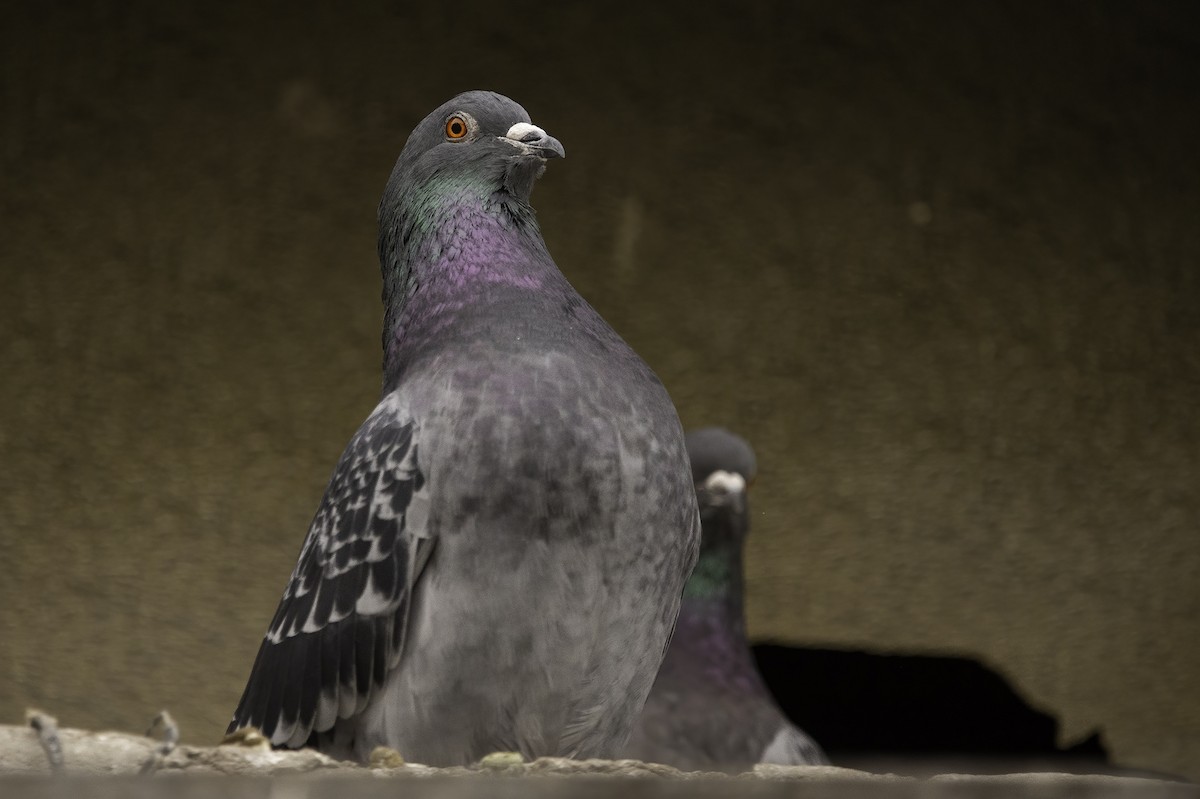 Rock Pigeon (Feral Pigeon) - ML289649681