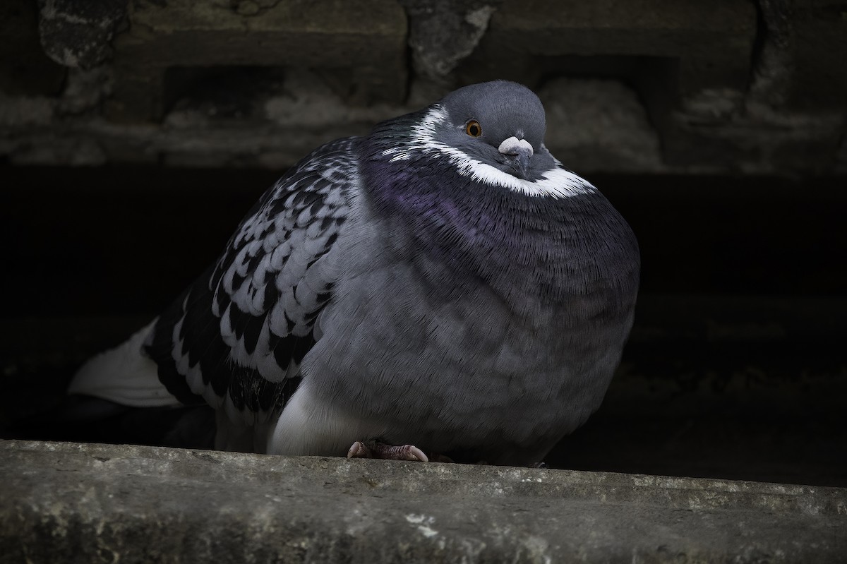 Rock Pigeon (Feral Pigeon) - Cam Nikkel