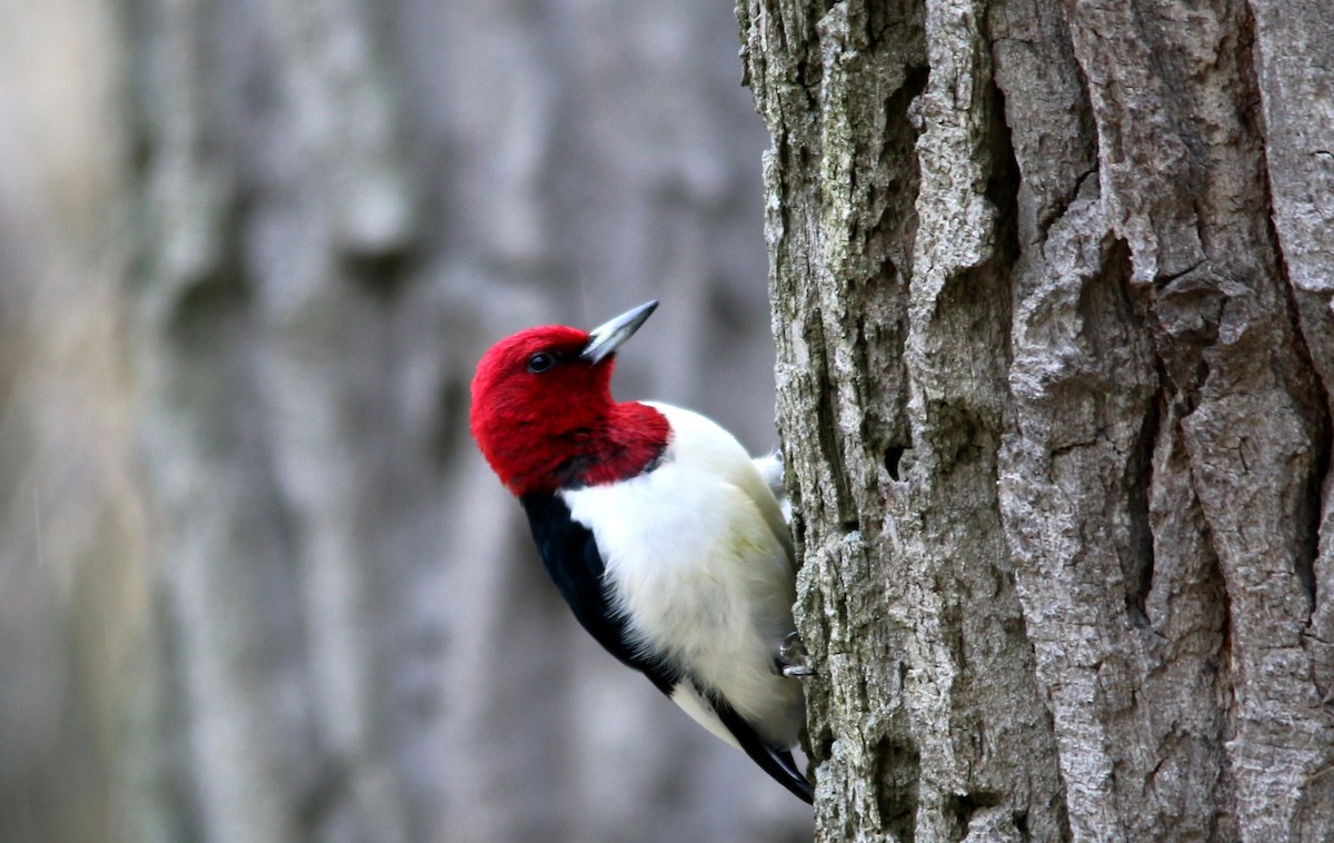 Red-headed Woodpecker - ML28965731