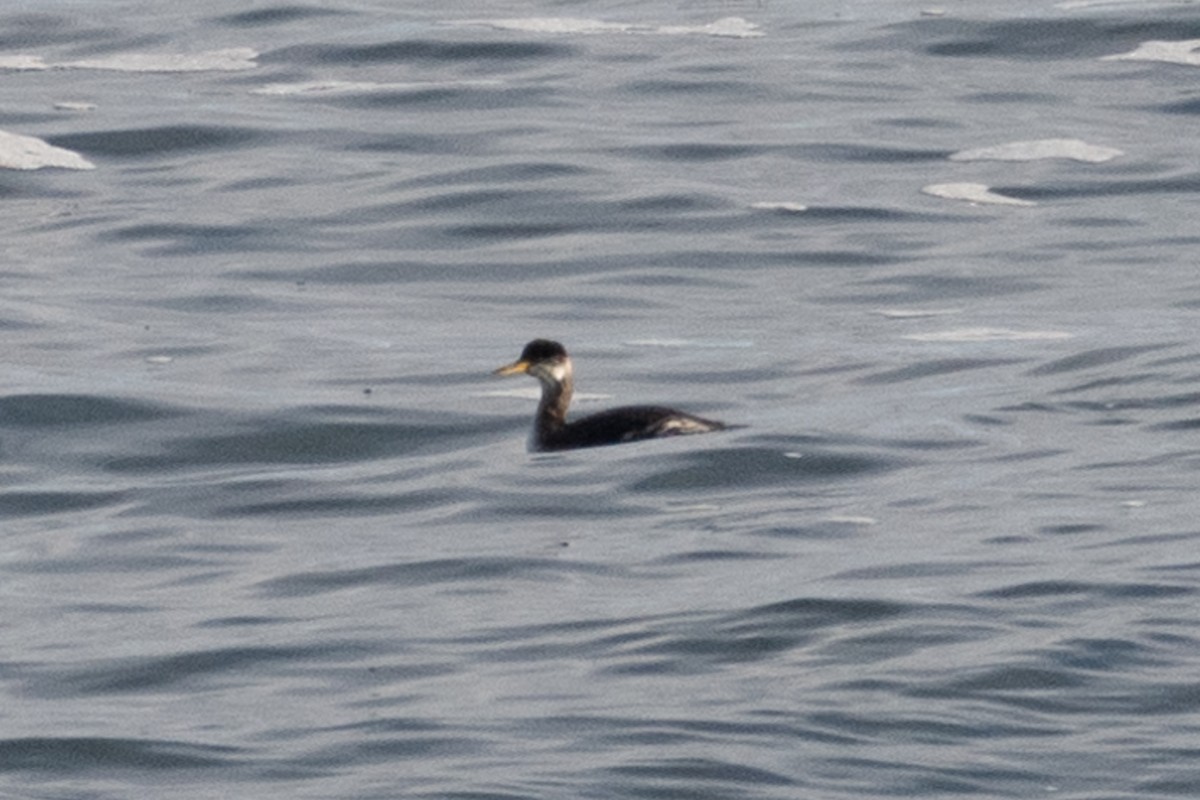 Red-necked Grebe - ML289681451