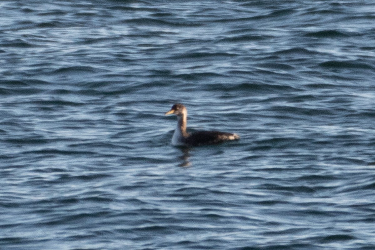 Red-necked Grebe - ML289681461