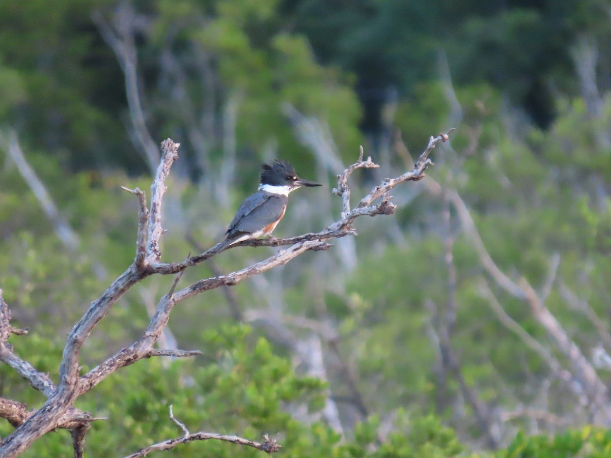 Belted Kingfisher - Kevin Christman
