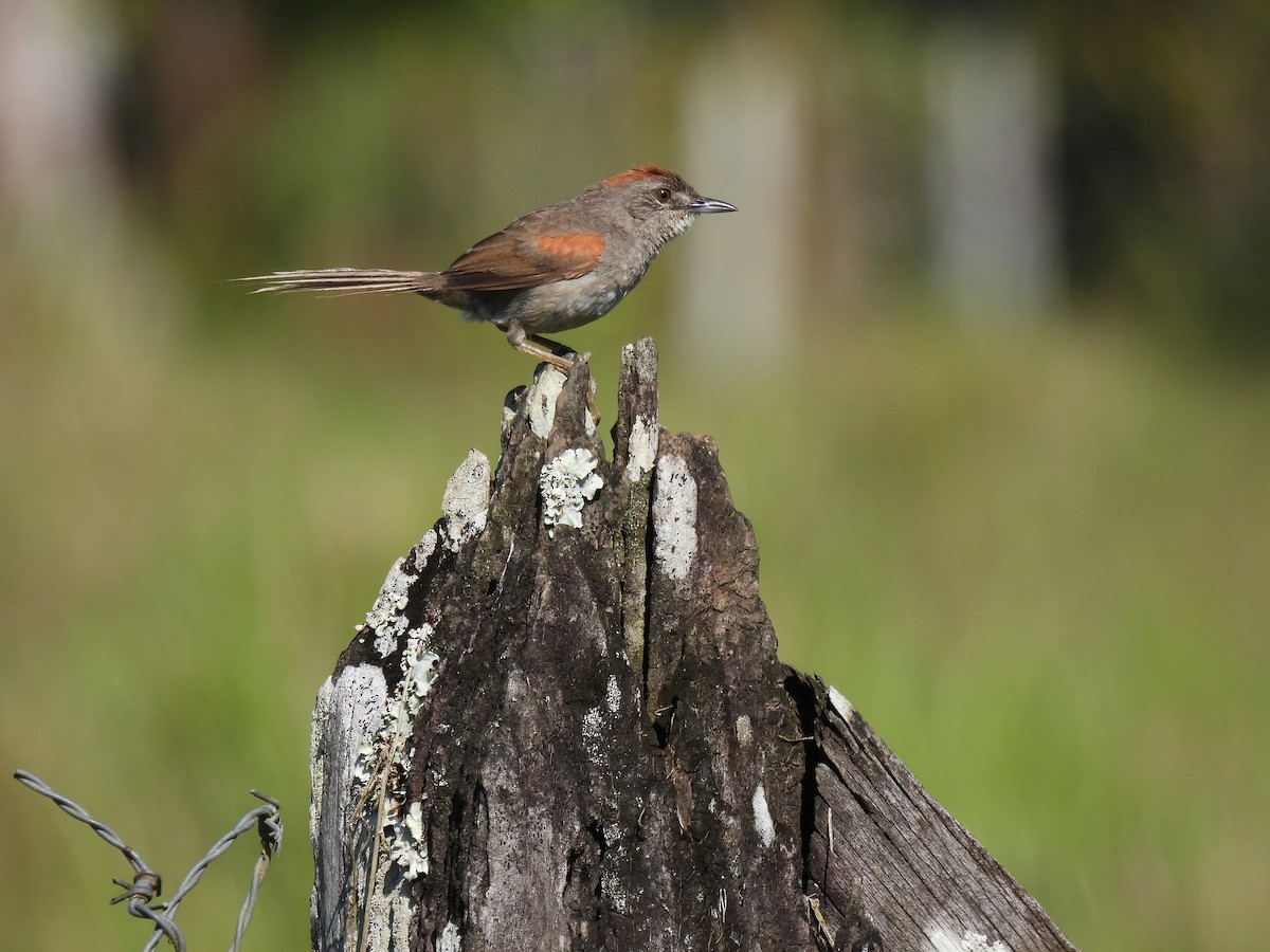Pale-breasted Spinetail - Carlos Ulate