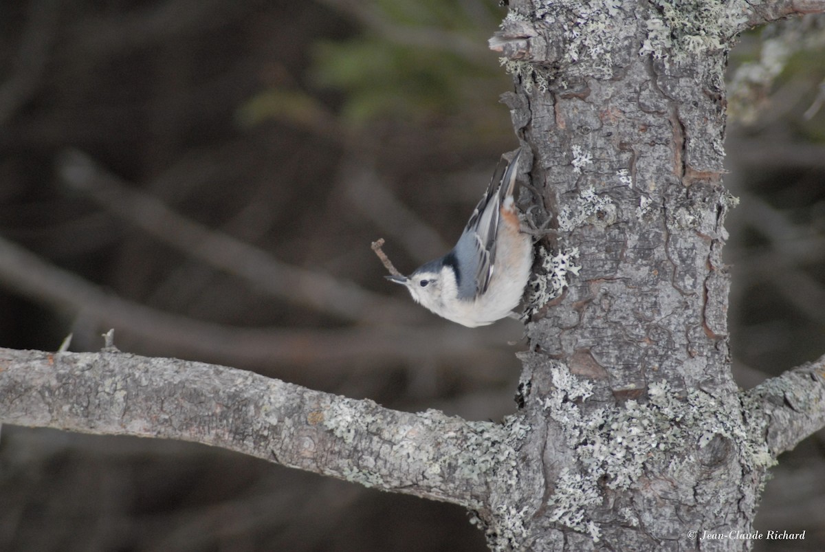 White-breasted Nuthatch - Jean-Claude Richard
