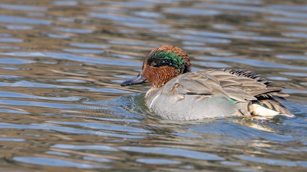 Green-winged Teal - ML289693701