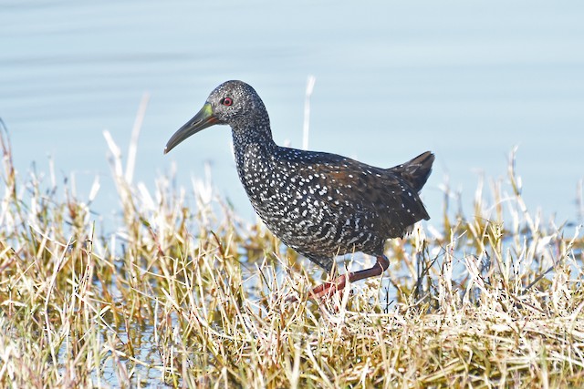 Rare Bird Alert December 25 2020 American Birding Association