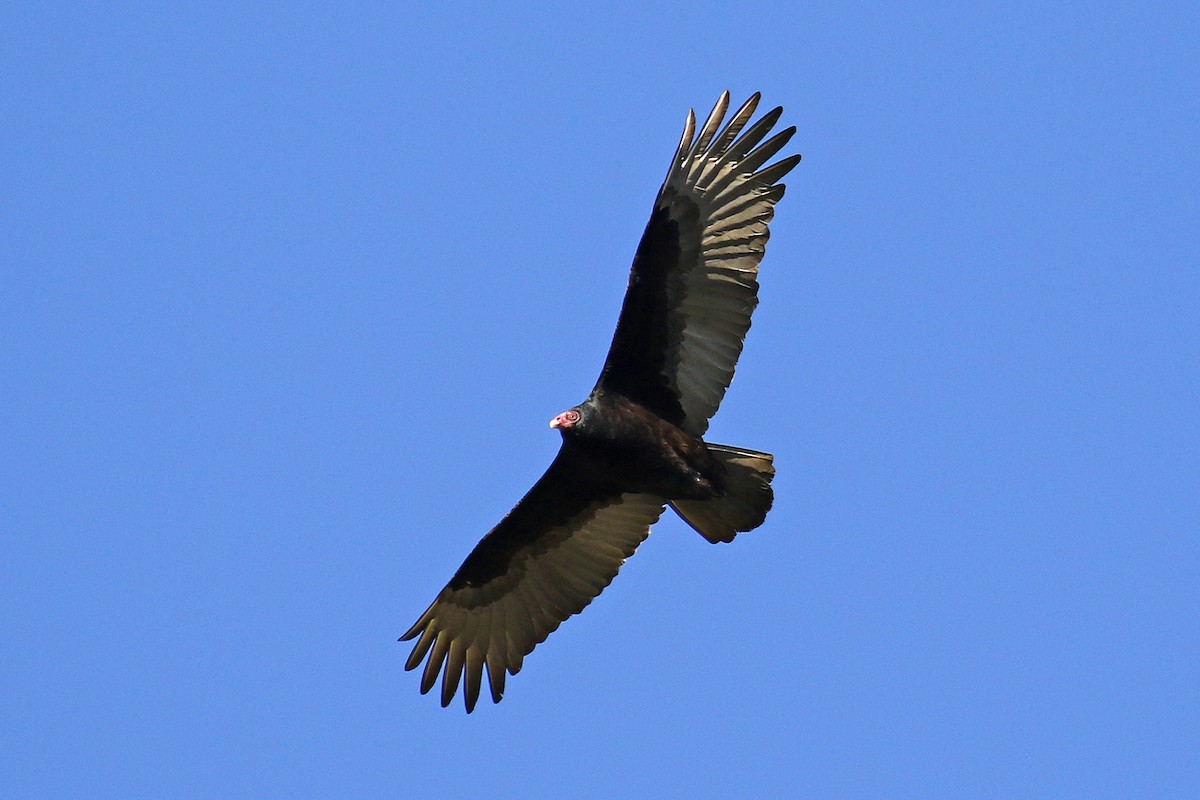 Turkey Vulture - Joan Tisdale