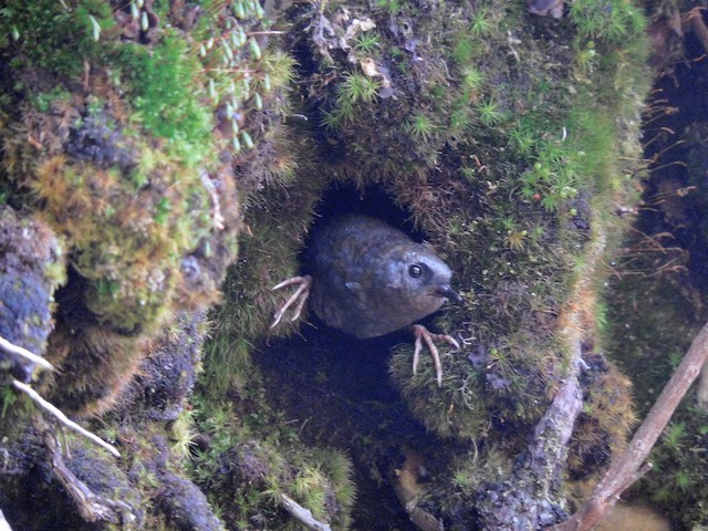 Adult emerging from the nest. - Magellanic Tapaculo - 