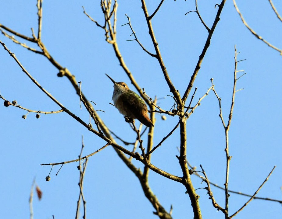Rufous Hummingbird - ML289708591