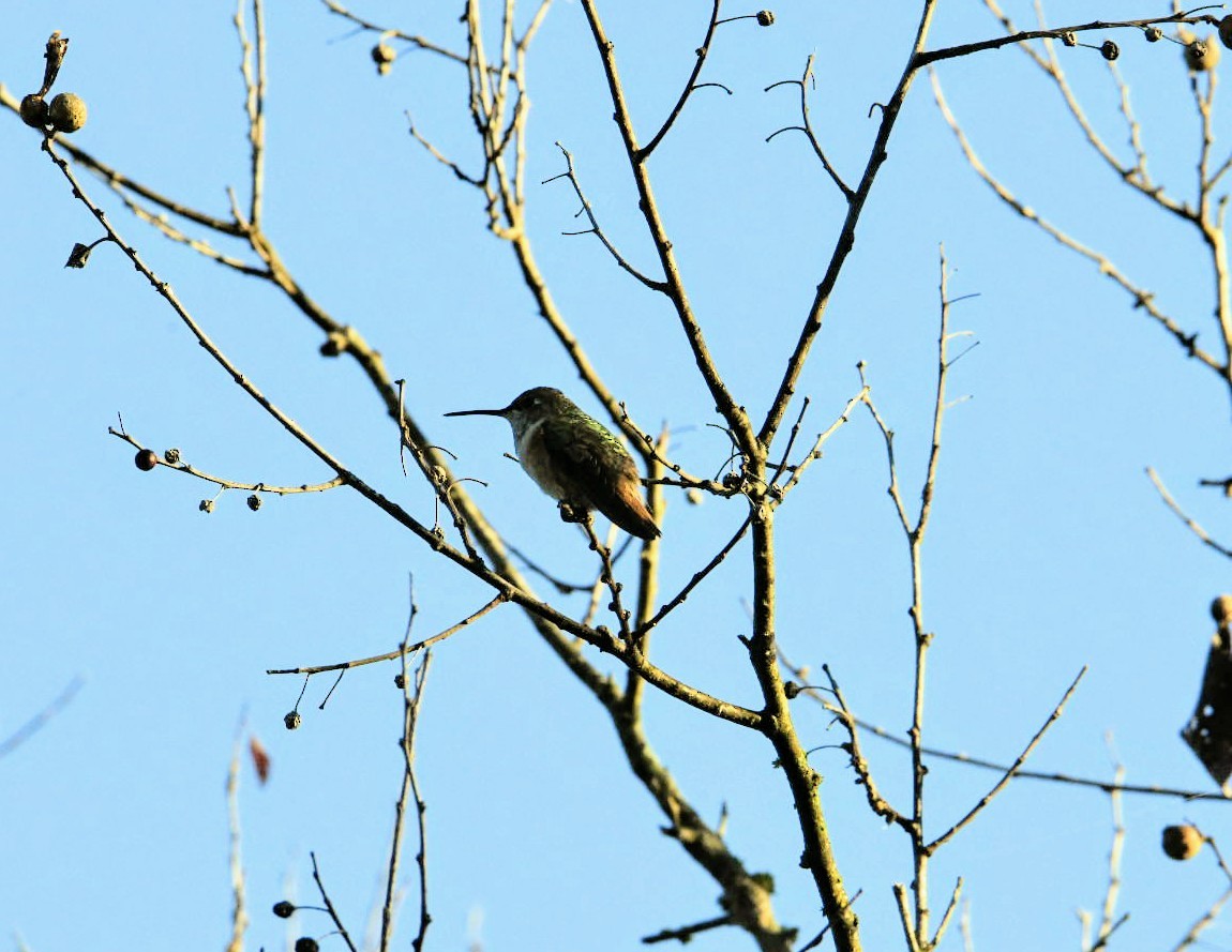 Rufous Hummingbird - ML289708601