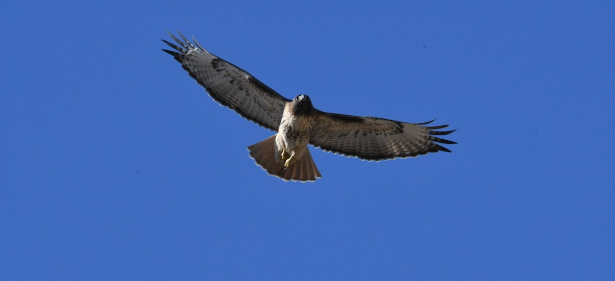 Red-tailed Hawk - ML289708711